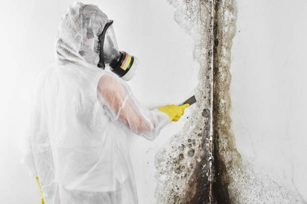 Professional Mold Removal in Leisure World, MD