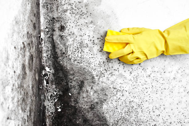 Best Attic Mold Removal  in Leisure World, MD
