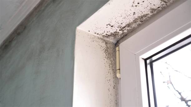 Best Mold Damage Repair  in Leisure World, MD