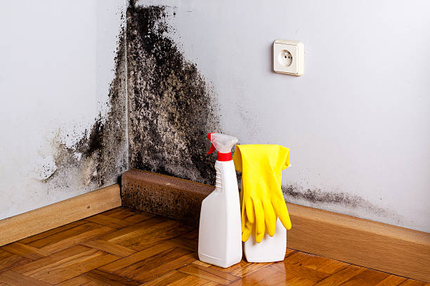 Best Best Mold Removal Companies  in Leisure World, MD