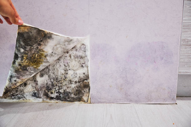 Best Residential Mold Removal  in Leisure World, MD